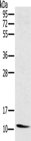 Gel: 10%SDS-PAGE, Lysate: 40 ug, Lane: Mouse heart tissue, Primary antibody: CSB-PA111379(NDUFA3 Antibody) at dilution 1/250, Secondary antibody: Goat anti rabbit IgG at 1/8000 dilution, Exposure time: 4 minutes