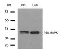 Western blot analysis of extracts from 293 and Hela cells using P38 MAPK(Ab-182) Antibody.