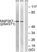 Western blot analysis of extracts from 3T3 cells treated with insulin using MAP2K7 (Phospho-Ser271) Antibody.The lane on the right is treated with the antigen-specific peptide.