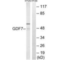 Western blot analysis of extracts from HT-29 cells, using GDF7 antibody.