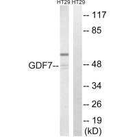 Western blot analysis of extracts from HT-29 cells, using GDF7 antibody.