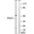 Western blot analysis of extracts from NIH/3T3 cells, using PEX7 antibody.