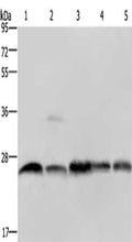 Gel: 10%SDS-PAGE, Lysate: 40 ug, Lane 1-5: A549 cells, Jurkat cells, mouse heart tissue, mouse skeletal muscle tissue, Raw264.7 cells, Primary antibody: CSB-PA114840(NDUFV2 Antibody) at dilution 1/200, Secondary antibody: Goat anti rabbit IgG at 1/8000 dilution, Exposure time: 5 seconds