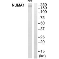 Western blot analysis of extracts from A549 cells, using NUMA1 antibody.