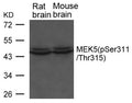 Western blot analysis of extracts from Rat and Mouse brain tissue using MEK5(phospho-Ser311/ Thr315) Antibody.