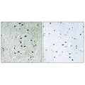 Immunohistochemistry analysis of paraffin-embedded human brain tissue using REXO1 antibody.
