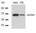 Western blot analysis of extracts from Hela and 3T6 cells using cdc25A(Ab-76) Antibody.