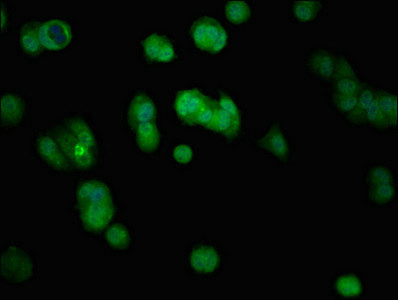 Immunofluorescent analysis of MCF-7 cells using CSB-PA11689A0Rb at dilution of 1:100 and Alexa Fluor 488-congugated AffiniPure Goat Anti-Rabbit IgG(H+L)