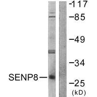 Western blot analysis of extracts from HuvEc cells, using SENP8 antibody.