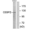 Western blot analysis of extracts from COLO cells, using CEBPZ antibody.