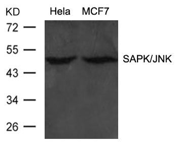 Western blot analysis of extracts from Hela and MCF cells using SAPK/JNK(Ab-183) Antibody.