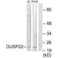 Western blot analysis of extracts from Jurkat cells and RAW264.7 cells, using DUSP22 antibody.