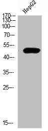 Western Blot analysis of HEPG2 cells using TRAF1 Polyclonal Antibody diluted at 1:500. Secondary antibody  was diluted at 1:20000