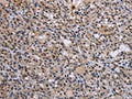 GADD45A Antibody – Figure 1 of 1