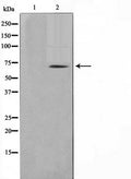 Western blot analysis on NIH-3T3 cell lysate using TGFR2 Antibody