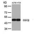 Western blot analysis of extracts from A2780 and HT29 cells using GSK3b(Ab-9) Antibody.