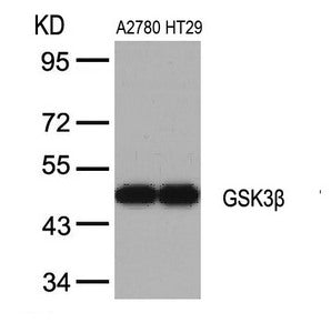 Western blot analysis of extracts from A2780 and HT29 cells using GSK3b(Ab-9) Antibody.