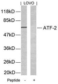 Western blot analysis of extracts from LOVO cells using ATF2(Ab-69 or 51) Antibody and the same antibody preincubated with blocking peptide.