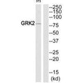 Western blot analysis of extracts from NIH-3T3 cells, using GRK2 (Ab-86) antibody.