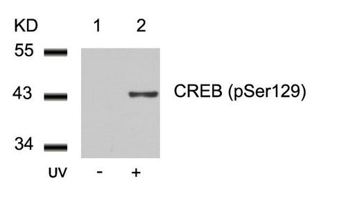 Western blot analysis of extracts from 293 cells untreated(lane 1) or treated with UV(lane 2) using CREB(Phospho-Ser129) Antibody.