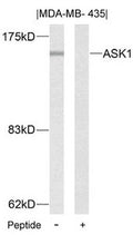 Western blot analysis of extracts from MDA-MB- 435 cells using ASK1(Ab-83) Antibody and the same antibody preincubated with blocking peptide.