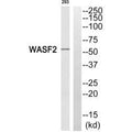 Western blot analysis of extracts from 293 cells, using WASF2 antibody.