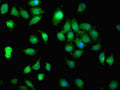 Immunofluorescent analysis of A549 cells using CSB-PA12369A0Rb at dilution of 1:100 and Alexa Fluor 488-congugated AffiniPure Goat Anti-Rabbit IgG(H+L)
