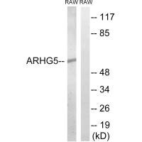 Western blot analysis of extracts from RAW264.7 cells, using ARHGEF5 antibody.