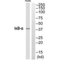 NFKBIA Antibody – Figure 1 of 1