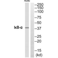 NFKBIA Antibody – Figure 1 of 1