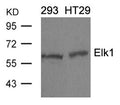 Western blot analysis of extracts from 293 and HT29 cells using Elk1(Ab-389) Antibody.