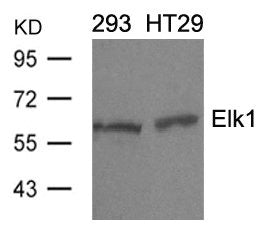 Western blot analysis of extracts from 293 and HT29 cells using Elk1(Ab-389) Antibody.