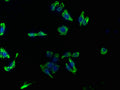 Immunofluorescence staining of HepG2 cells with CSB-PA12749A0Rb at 1:133, counter-stained with DAPI. The cells were fixed in 4% formaldehyde, permeabilized using 0.2% Triton X-100 and blocked in 10% normal Goat Serum. The cells were then incubated with the antibody overnight at 4°C. The secondary antibody was Alexa Fluor 488-congugated AffiniPure Goat Anti-Rabbit IgG(H+L).