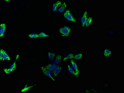 Immunofluorescence staining of HepG2 cells with CSB-PA12749A0Rb at 1:133, counter-stained with DAPI. The cells were fixed in 4% formaldehyde, permeabilized using 0.2% Triton X-100 and blocked in 10% normal Goat Serum. The cells were then incubated with the antibody overnight at 4°C. The secondary antibody was Alexa Fluor 488-congugated AffiniPure Goat Anti-Rabbit IgG(H+L).