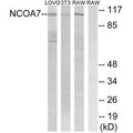 Western blot analysis of extracts from LOVO cells, 3T3 cells and RAW264.7 cells, using NCOA7 antibody.