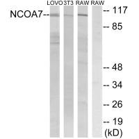 Western blot analysis of extracts from LOVO cells, 3T3 cells and RAW264.7 cells, using NCOA7 antibody.