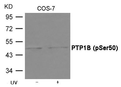 Western blot analysis of extracts from COS-7 cells untreated or treated with UV using PTP1B (Phospho-Ser50) Antibody .