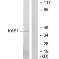 Western blot analysis of extracts from COLO205 cells, using KAP1 antibody.