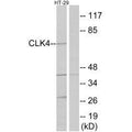 Western blot analysis of extracts from HT-29 cells, using CLK4 antibody.