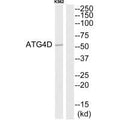 Western blot analysis of extracts from K562 cells, using ATG4D antibody.