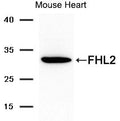 Western blot analysis of extracts from mouse brain tissue using FLH2 Antibody .