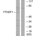 Western blot analysis of extracts from 293 cells, using YTHDF1 antibody.