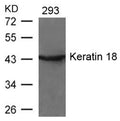 Western blot analysis of extracts from 293 cells using Keratin 18(Ab-33) Antibody.