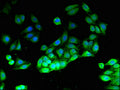Immunofluorescent analysis of HepG2 cells using CSB-PA13309A0Rb at dilution of 1:100 and Alexa Fluor 488-congugated AffiniPure Goat Anti-Rabbit IgG(H+L)