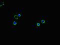 Immunofluorescent analysis of MCF-7 cells using CSB-PA13329A0Rb at dilution of 1:100 and Alexa Fluor 488-congugated AffiniPure Goat Anti-Rabbit IgG(H+L)