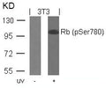 Western blot analysis of extracts from 3T3 cells untreated or treated with UV using Rb(Phospho-Ser780) Antibody.