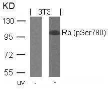 Western blot analysis of extracts from 3T3 cells untreated or treated with UV using Rb(Phospho-Ser780) Antibody.