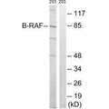 Western blot analysis of extracts from 293 cells, treated with insulin (0.01U/ml, 15mins), using B-RAF (Ab-446) antibody.