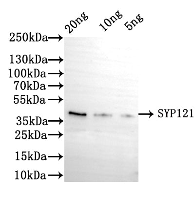 Western Blot
Positive WB detected in: recombinant protein
All lanes: SYP121 Antibody at 1:1000
Secondary
Goat polyclonal to rabbit IgG at 1/50000 dilution
Predicted band size: 39 kDa
Observed band size: 39 kDa