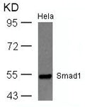 Western blot analysis of extracts from Hela cells using Smad1(Ab-465) Antibody.